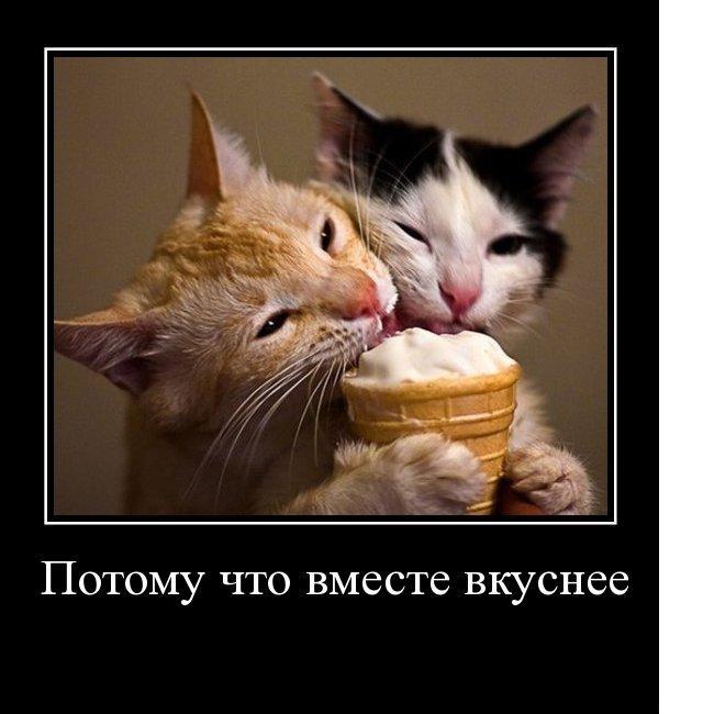Приятного аппетита котик картинки