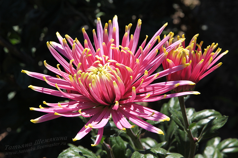 Репортаж с "Бала хризантем" в Никитском ботаническом саду. Часть 1. Журнал Ярмар