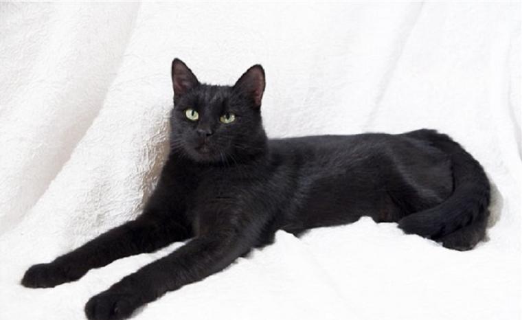 Черная кошка россия. Черный гладкий кот. Русская черная кошка. Черная кошка порода. Черный гладкий котенок.