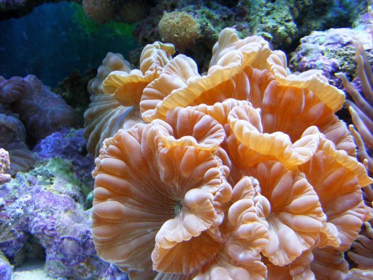 Удивительный мир кораллового рифа, близ берегов Австралии, фото № 7