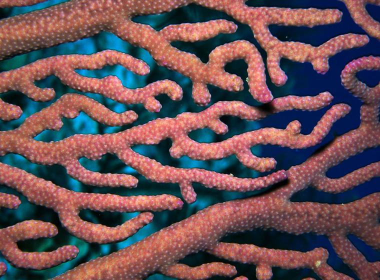 Удивительный мир кораллового рифа, близ берегов Австралии, фото № 16