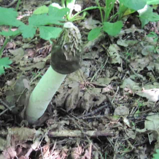 Этот удивительный гриб веселка, фото № 3